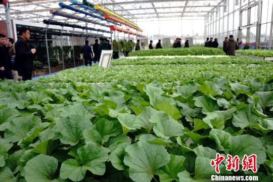 造”绿谷”建”菜园” 南昌都市现代农业的发展新路