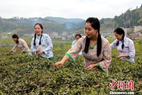 身着当地传统服饰的采茶女。 阿琳娜 摄 陕西力拓茶产业发展 探索茶旅游融合促增收