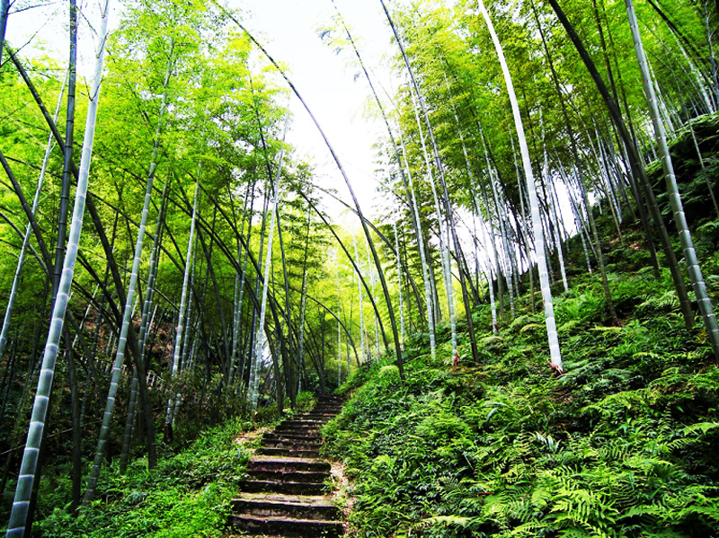 中国绿色名县四川省兴文县竹产业助力乡村振兴